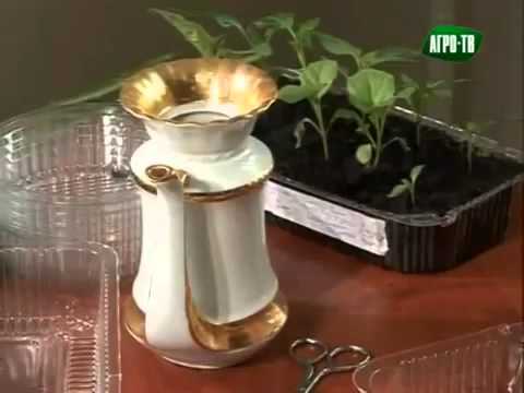 Видео: Октябрина Ганичкина. Сеем перцы.