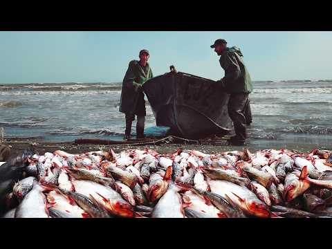 Видео: Один день рыбаков на КАСПИЙСКОМ МОРЕ | Экстремальные сцены ловли рыбы | ДОКУМЕНТАЛЬНЫЙ ФИЛЬМ