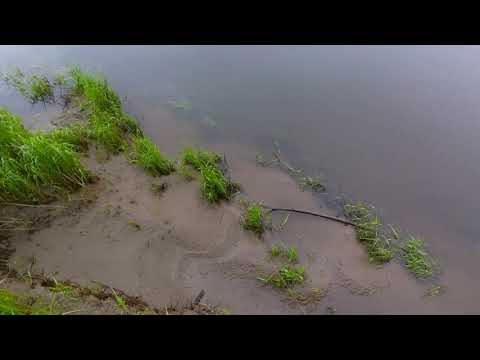 Видео: Утренняя проверка закидушек на реке Бикин.