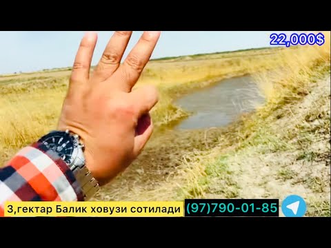 Видео: Уч гектар балик ховузи сотилади.
