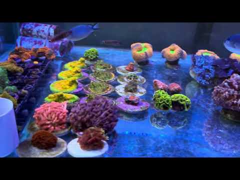 Видео: Новости ORPHEK от REEF EXCLUSIVE