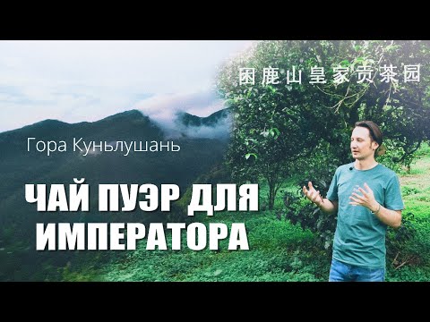 Видео: Чай из Императорского сада Хуан Цзя (гора Куньлушань)