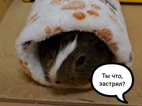 Видео: Про то, как морская свинка Барсук немного застрял / About how guinea pig Barsuk got a little stuck