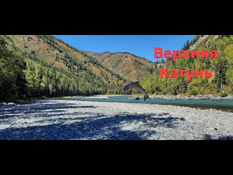 Видео: Алтай. Верхняя Катунь