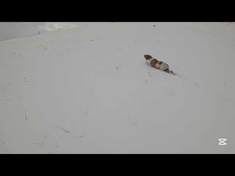 Видео: 2024/2025 Keklik avı (3)... chasse a la pedrix , partridge hunt ,مطاردة الحجل, охота на куропатку