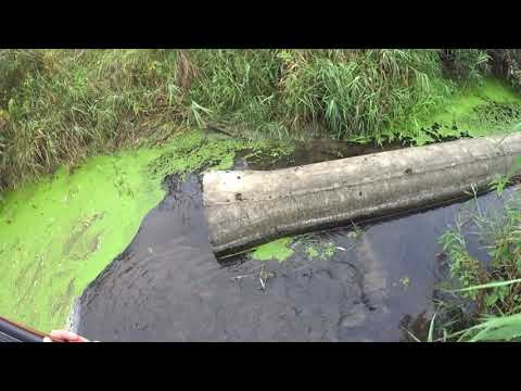 Видео: охота на утку  охота с подхода