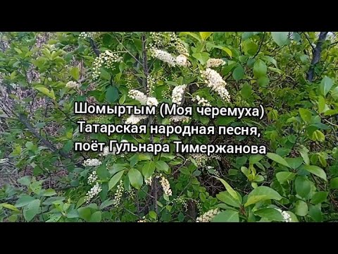 Видео: Красивая татарская народная песня Шомыртым (Моя черёмуха), исполняет Гульнара Тимержанова #природа