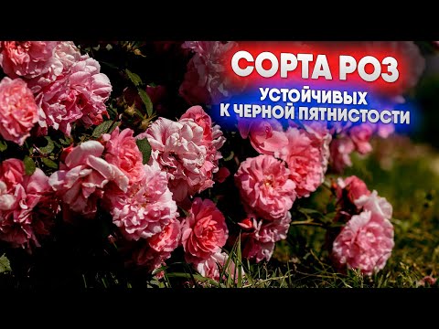 Видео: Черная пятнистость? Список устойчивых сортов