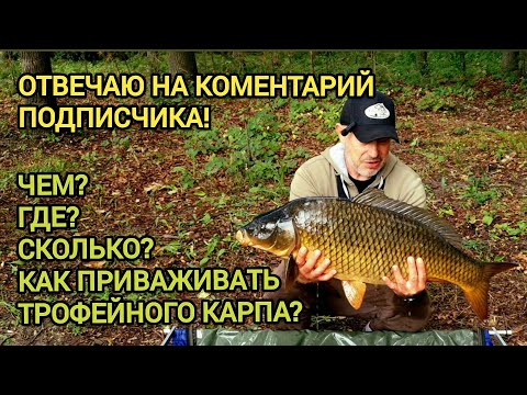 Видео: Как приваживать трофейного карпа? Отвечаю на коментарий подписчика. 