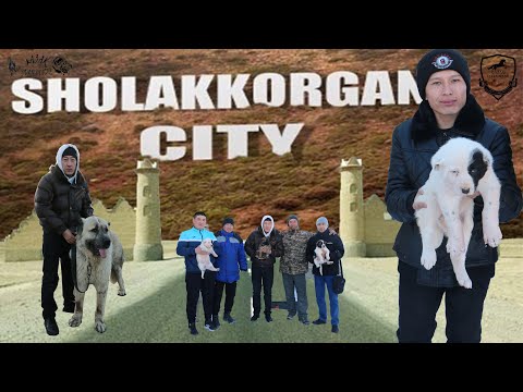 Видео: Питомник Шолаққорған ауылы - Қазақ төбеттерін қолдау көрсетіп жүрген қазақ батырлары