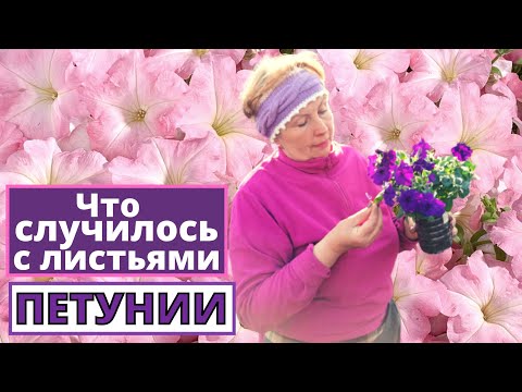 Видео: Рассада ПЕТУНИИ заболела? Что случилось с листьями?