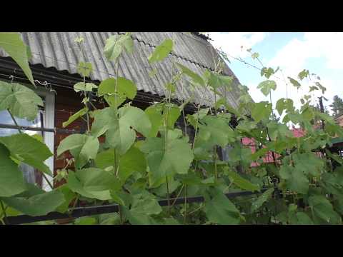Видео: Чеканка винограда. Как? Когда?