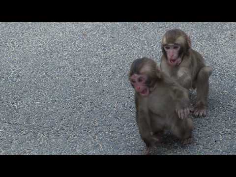 Видео: Чистая Радость Без Фильтра! Смотрите Орды Детенышей Обезьян на Спортивном Дне (Самый Милый Хаос) #mo