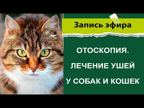 Видео: Отоскопия  Лечение ушей у кошек и собак