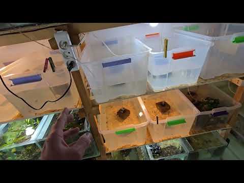 Видео: Разводня засияла ...