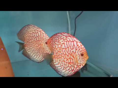 Видео: Ваша рыба не видела карофила ?)))