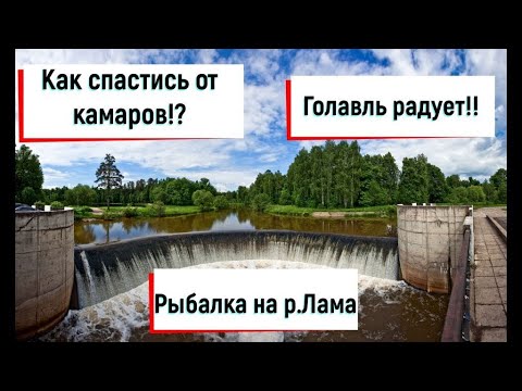 Видео: Клев ламского голавля в июне.