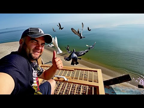Видео: Выпустил голубей в море за 2000 км