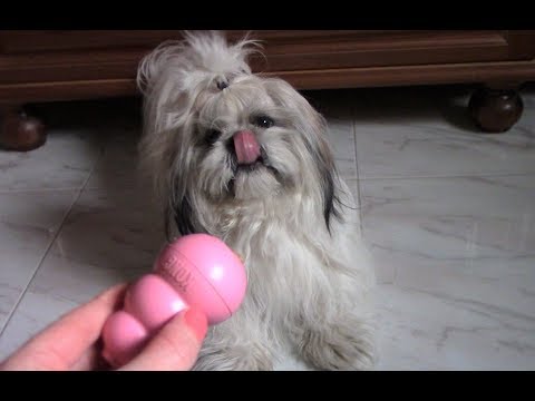 Видео: Уникальная игрушка (Конг) | Щенок один дома