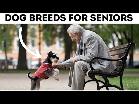 Видео: 21 лучшая порода собак для пожилых людей и пенсионеров