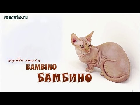 Видео: Бамбино кошка. Порода кошек Бамбино (Bambino Cat)