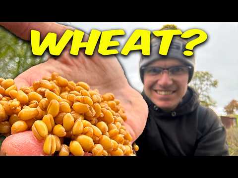 Видео: Мои ЗРИТЕЛИ посоветовали мне попробовать ПШЕНИЦУ в качестве ПРИМАНКИ. Сработало?