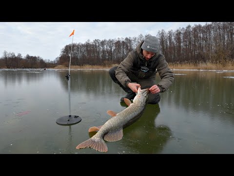 Видео: ЩУКА МОНСТР!! ЭТУ БЕЗУМНУЮ БОРЬБУ НУЖНО ВИДЕТЬ! Первый лёд дома.