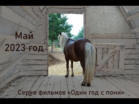 Видео: Май 2023. Один год жизни с пони. Киров.