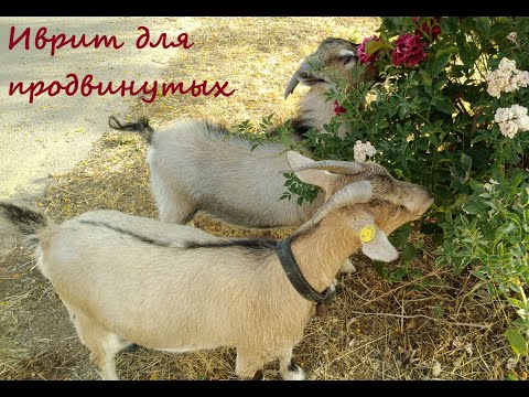 Видео: 1073. Будущее время глаголов типа ЛАШЭВЭТ в иврите. ПААЛЬ с выпадающей 1-й буквой корня