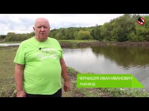 Видео: Как отпугивать бакланов, чаек и цапель со ставков, прудов?