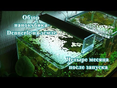 Видео: #Dennerle_Nano_20L аквариум на земле. Четыре месяца после запуска.