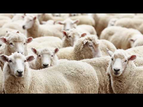 Видео: Селекция