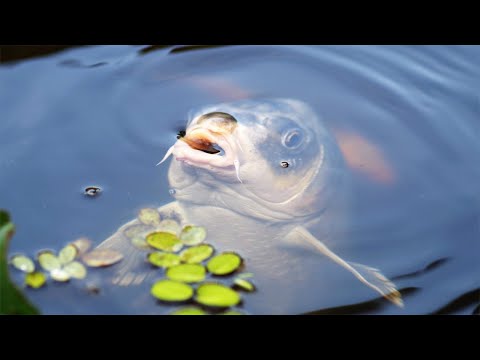 Видео: В каких местах водоема держится все крупная рыба?