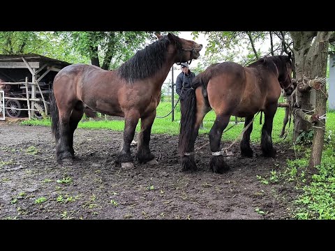 Видео: ЧИСТОПОРОДНА АРДЕНКА З ПЕЧЕНІЖИНА ЗАВІТАЛА ДО ІГІ/МОЖЛИВИЙ ПРОДАЖ КОБИЛИ З ЛОШИЧКОЮ