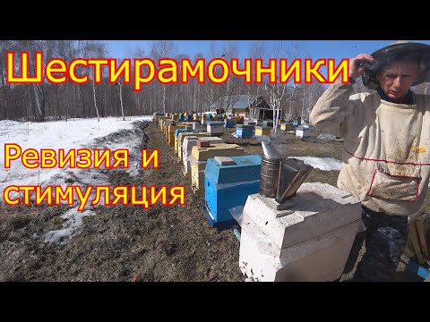 Видео: ШЕСТИРАМОЧНИКИ Карника! Ревизия и стимуляция!