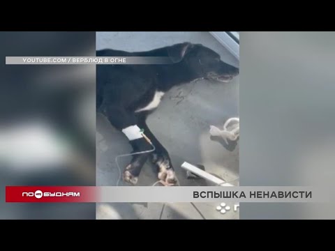 Видео: Бездомных собак в Иркутске травят препаратом от туберкулёза