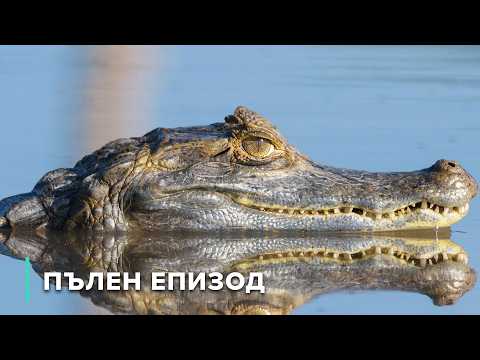 Видео: Колумбийски Лянос и дивата природа на крайностите | Дивата природа на Колумбия 103