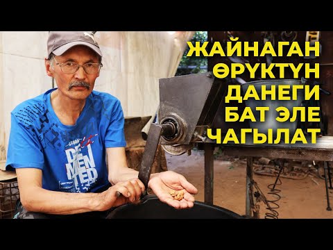 Видео: Жаңы ыкма! Жайнаган өрүктүн данегин бат эле чакчу аппарат