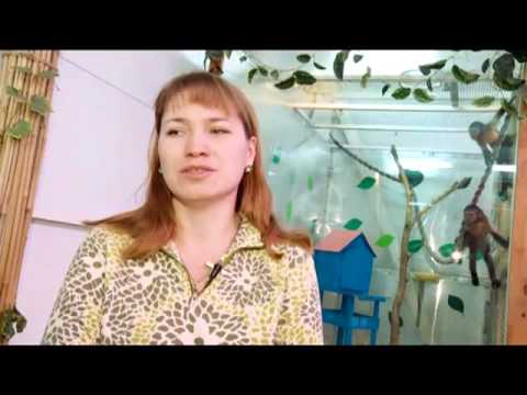 Видео: Как завести дома обезьянку?