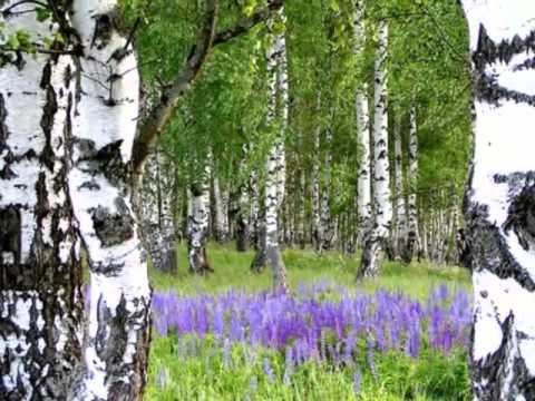 Видео: Где ты появился на свет