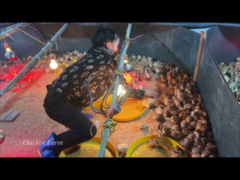 Видео: Куриное фермерство: эволюция моей куриной фермы: от маленькой до большой