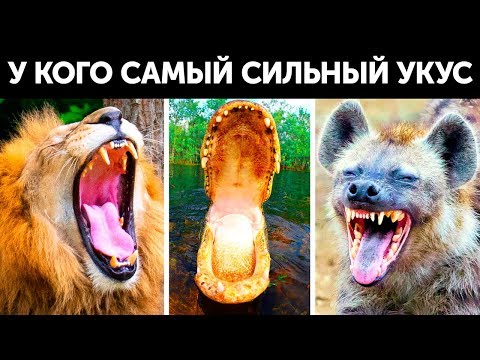 Видео: У кого самый сильный укус на Земле