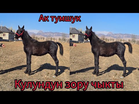 Видео: Сатылды чалмай жок.