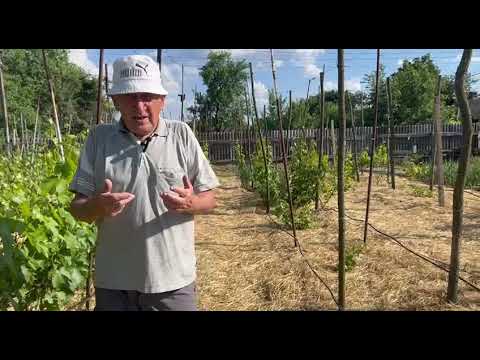 Видео: Стоит ли мульчировать землю на винограднике
