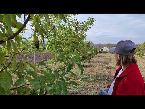 Видео: СПИЛИЛИ ОРЕХИ и Сварили Их !