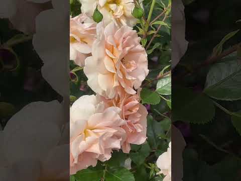 Видео: Для создания красивого сада посадите эти растения!