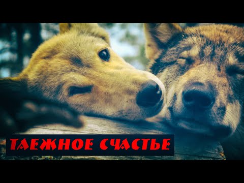 Видео: Таежное счастье 3 сезон, 10 серия, Беру пять собак иду искать медведя, беспечные копалухи, нодья