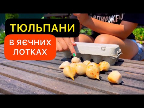 Видео: Як зберігати цибулини тюльпанів . Коли і як копати ?