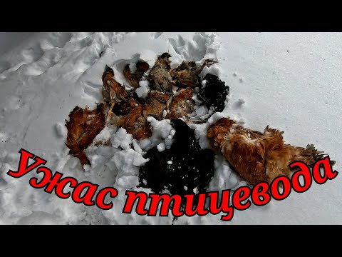 Видео: Потеряли птицу, смотрите как!