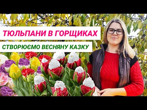 Видео: Кімнатне садівництво. Як вирощувати тюльпани в горщиках? | Как выращивать тюльпаны в горшках?